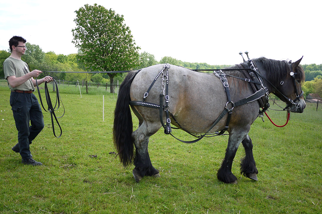 2012 05 19 working with draft horses 1